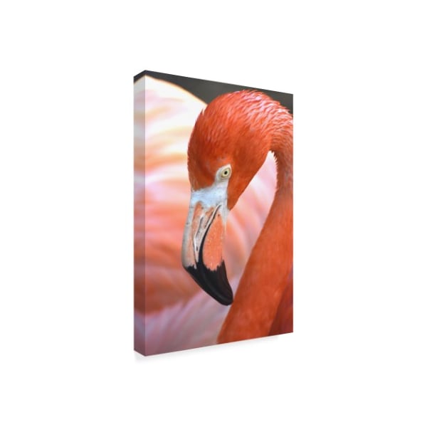 Robert Michaud 'Flamingo Portrait' Canvas Art,12x19